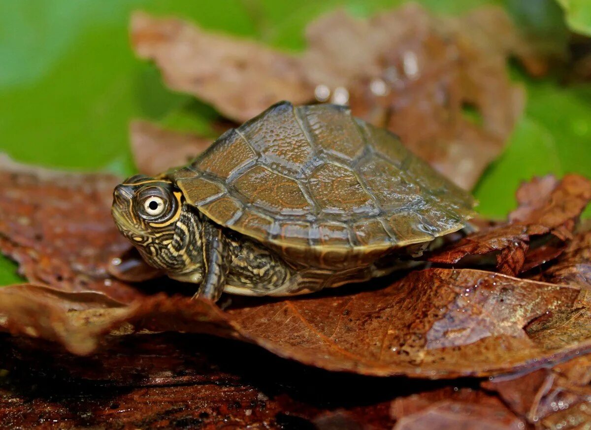 Left turtle. Graptemys nigrinoda. Китайская трехкилевая черепаха. Graptemys pseudogeographica. Пилоспинная черепаха.