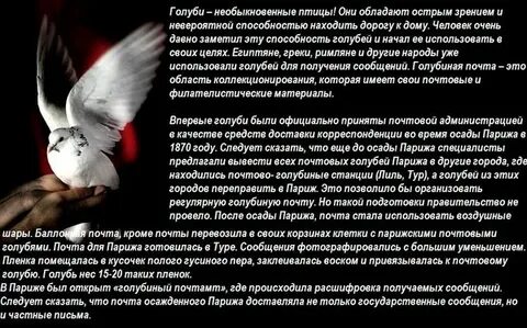 Откуда почтовые голуби знали куда лететь