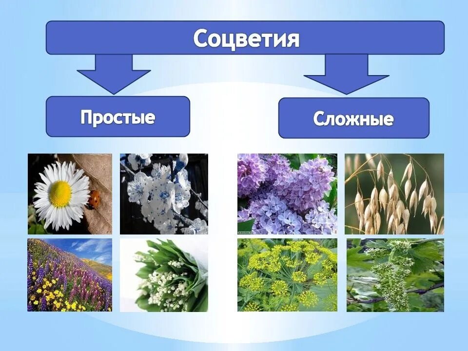 Сложные и простые цвета. Соцветия. Простые соцветия. Типы соцветий. Простой и сложный цветок.