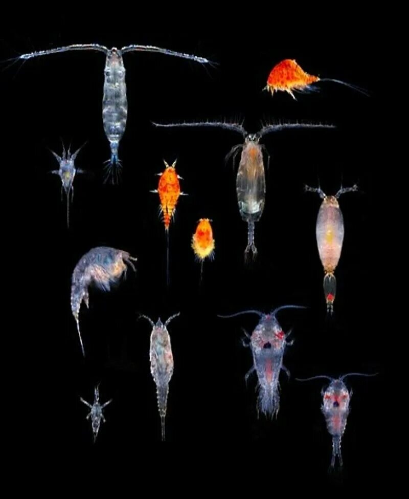 Зоопланктон уровень. Зоопланктон представители. Бриокамптус зоопланктон. Зоопланктон в прудах. Зоопланктон для рыбок.