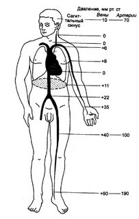 Давление в венах
