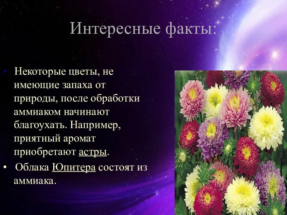 Некоторые цветы. Интересные факты о цветах. интересные факты о растениях. интересные факты о цветках растений. интересные факты про цветы.