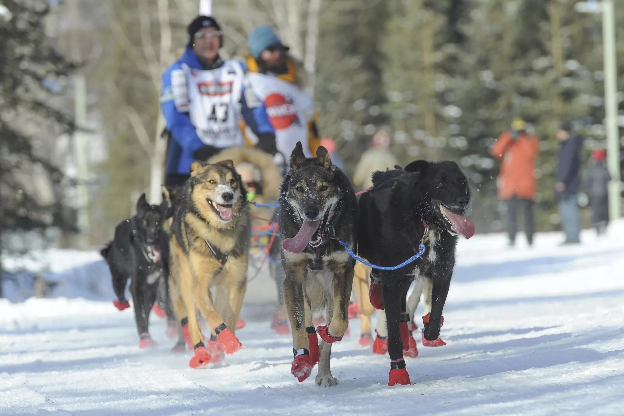 Аляска Айдитарод. Гонки на собачьих упряжках на Аляске. Iditarod Trail Sled Dog Race. Ездовые собаки на Аляске. Гонка аляска