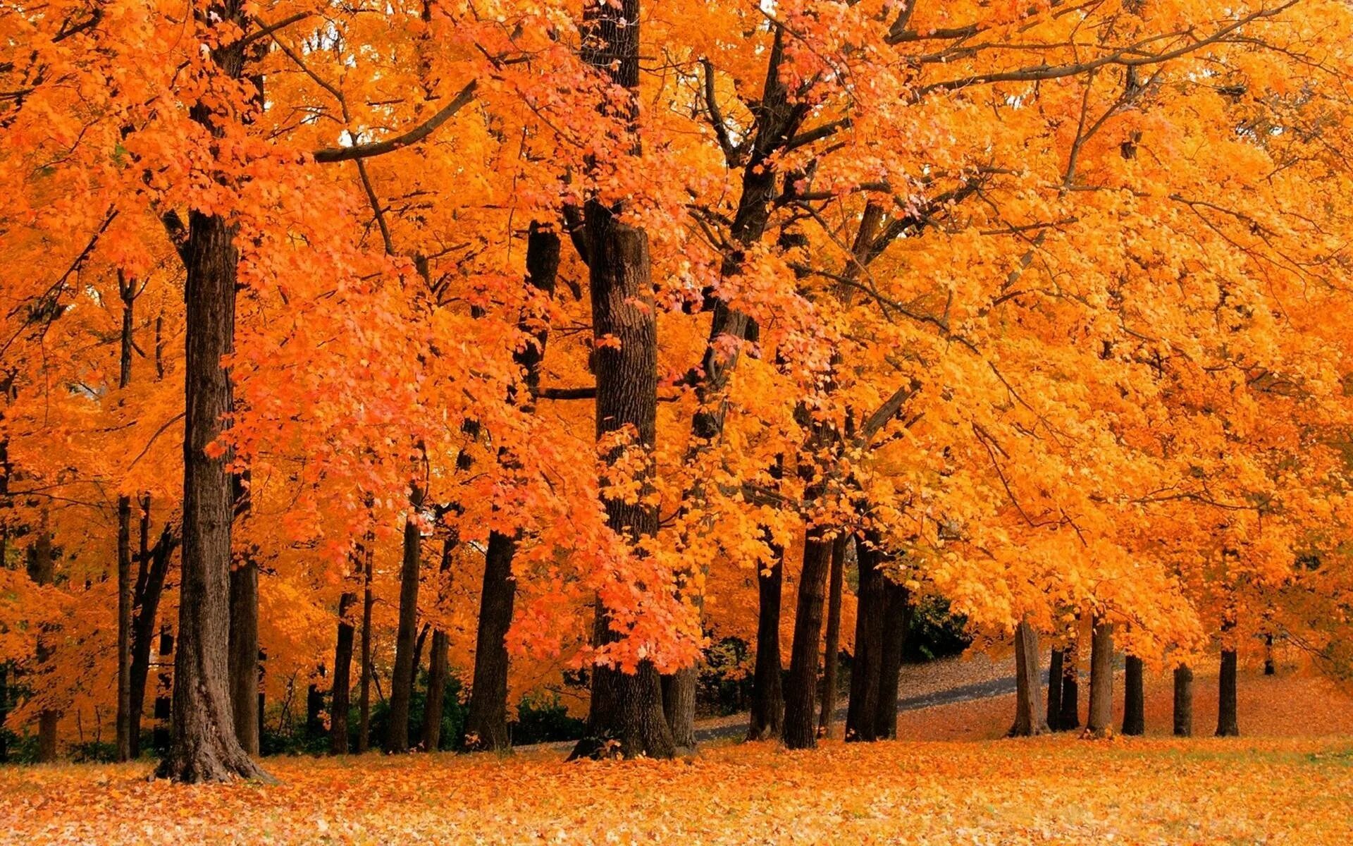 Осеннее дерево. Осенний лес. Осенний листопад. Осенний лес листопад.