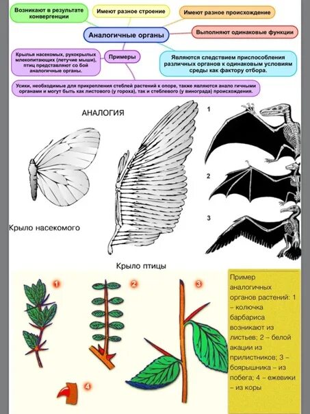 Аналогичные органы. Аналогичные органы растений. Аналогичные органы примеры. Аналогичные и гомологичные органы таблица.