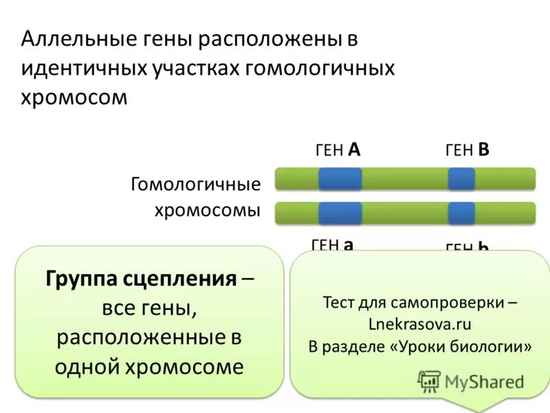 Парные гены расположенные в гомологичных