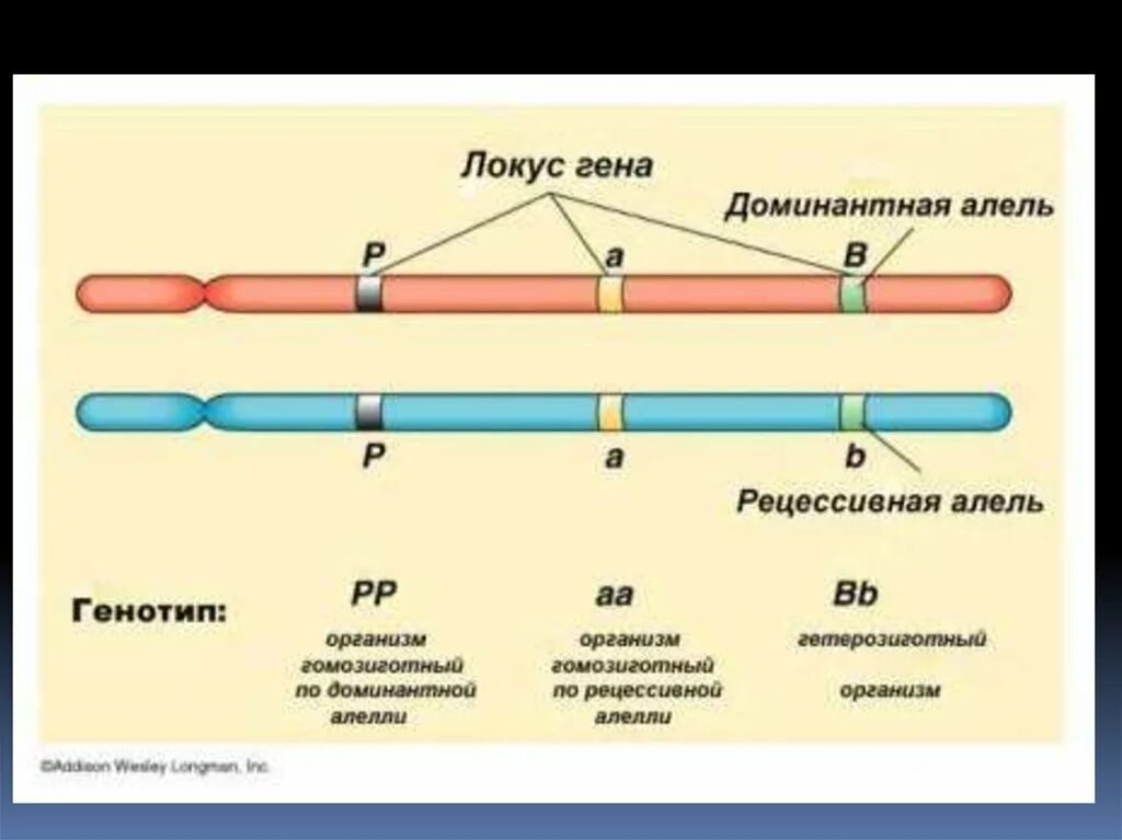 Локус и аллель Гена. Аллельные гены Локус. Аллельные гены локусы хромосом. Что такое Локус участок хромосомы. Группа крови аллельные гены