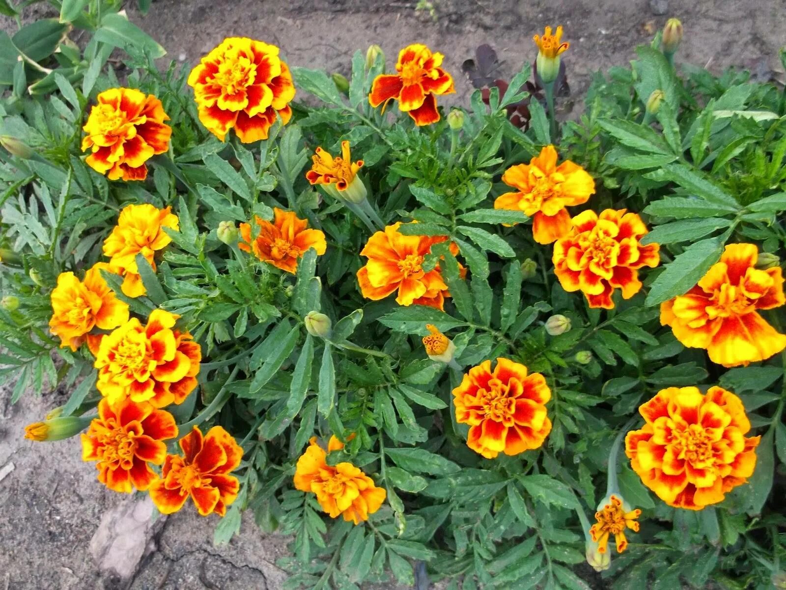 Бархатцы выращивание из семян когда сажать. Бархатцы тайшан рассада. Рассада бархатцев. Посев семян бархатцев. Тагетес отклоненный рассада.