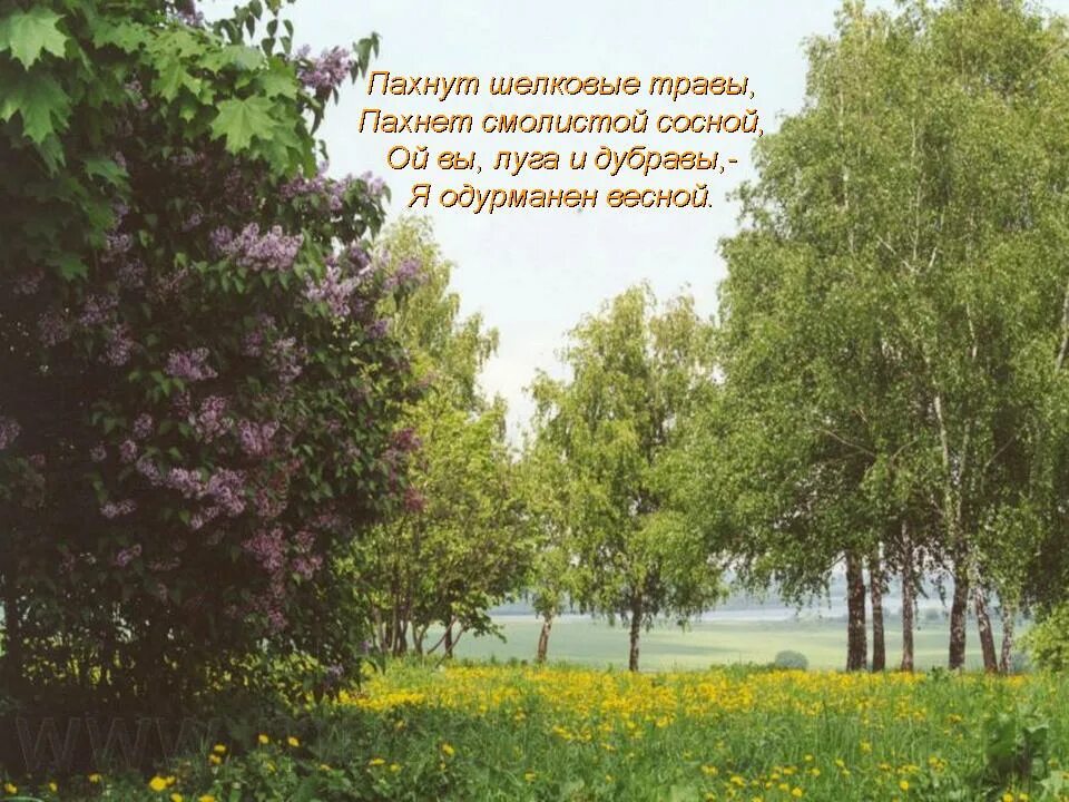 Тема природы в стихах есенина. Природа в русской поэзии. поэзия родной природы. русская природа в поэзии. родная природа в лирике есенина.