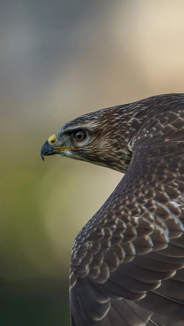 Ястреб тетеревятник фото птицы. Ястреб-тетеревятник. Ястреб сидит. 2) ястреб тетеревятник. Ястреб с 8.