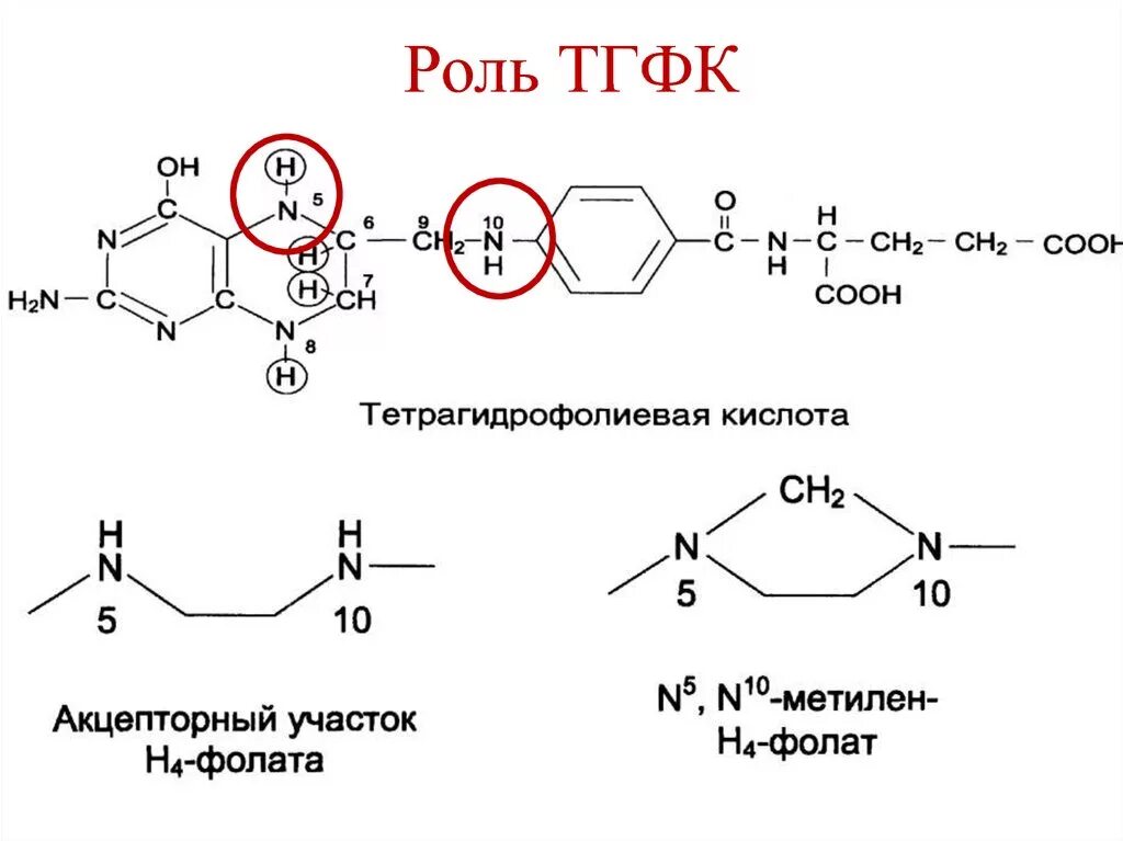 Кофермент ТГФК формула. Тетрагидрофолиевая кислота Синтез. ТГФК кофермент реакции. ТГФК формула биохимия.