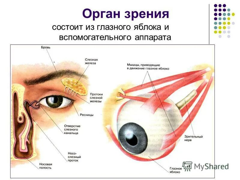 Глаз биология 8 класс кратко. Вспомогательный аппарат зрительного анализатора. Строение вспомогательного аппарата глаза схема. Вспомогательный аппарат глазного яблока анатомия. Строение органа зрения вспомогательный аппарат глаз.