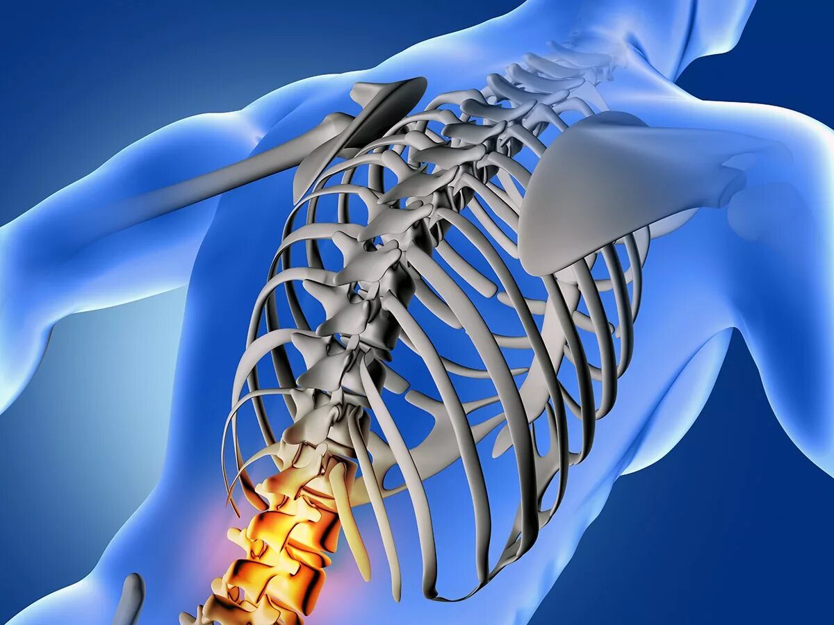 Болит поясница кости. Позвоночник. Человеческий позвоночник. Здоровый позвонок. Позвоночник 3d.