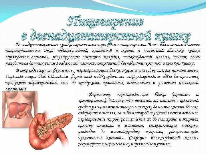 Состав пищеварительного сока двенадцатиперстной кишки. Пищеварение в двенадцатиперстной Кишк. Роль двенадцатиперстной кишки в пищеварении. Пищеварение в двенадцатиперстной кишке кратко.