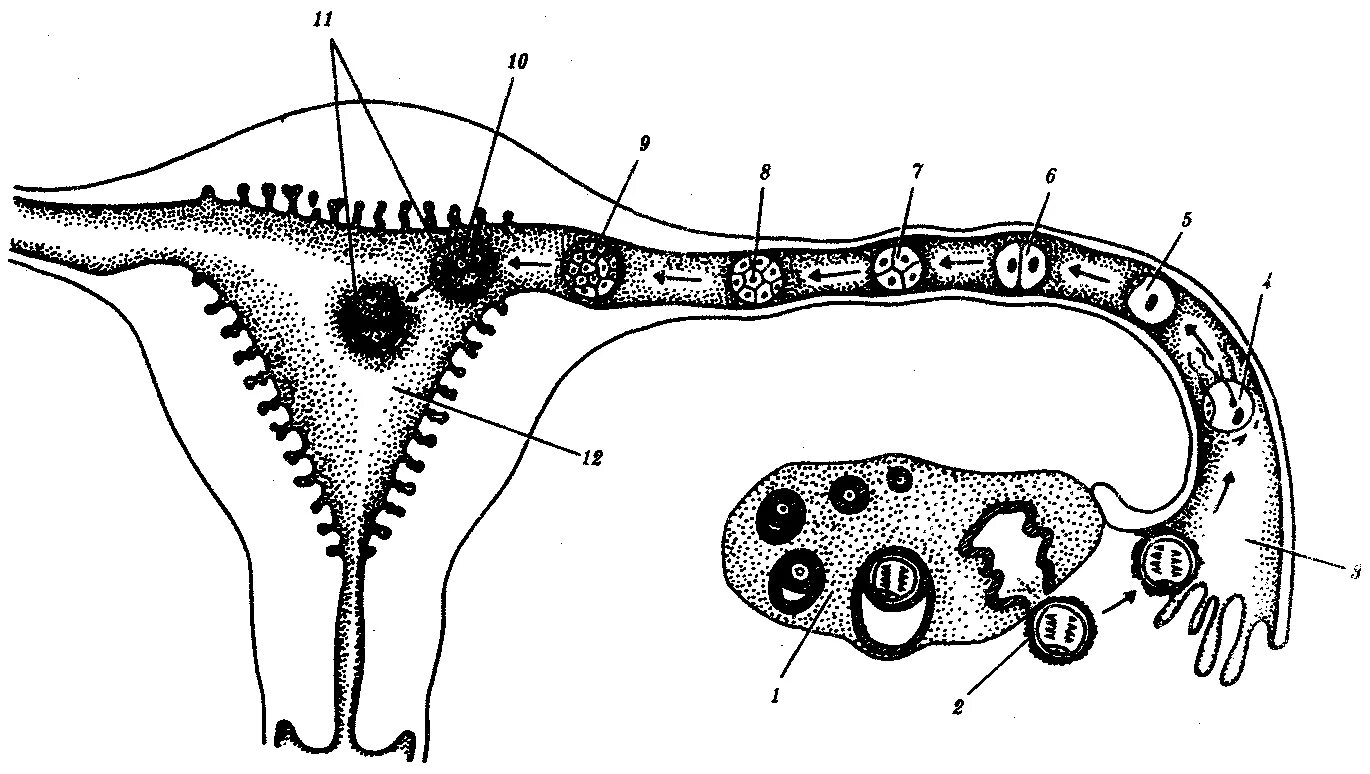 Схема овуляции оплодотворения дробления имплантации. Схема оплодотворения яйцеклетки. Эмбриогенез яичника. Женские органы оплодотворение