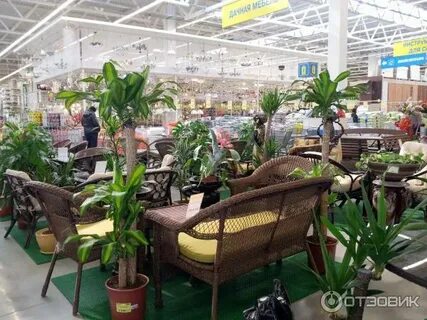 Мегастрой цветы
