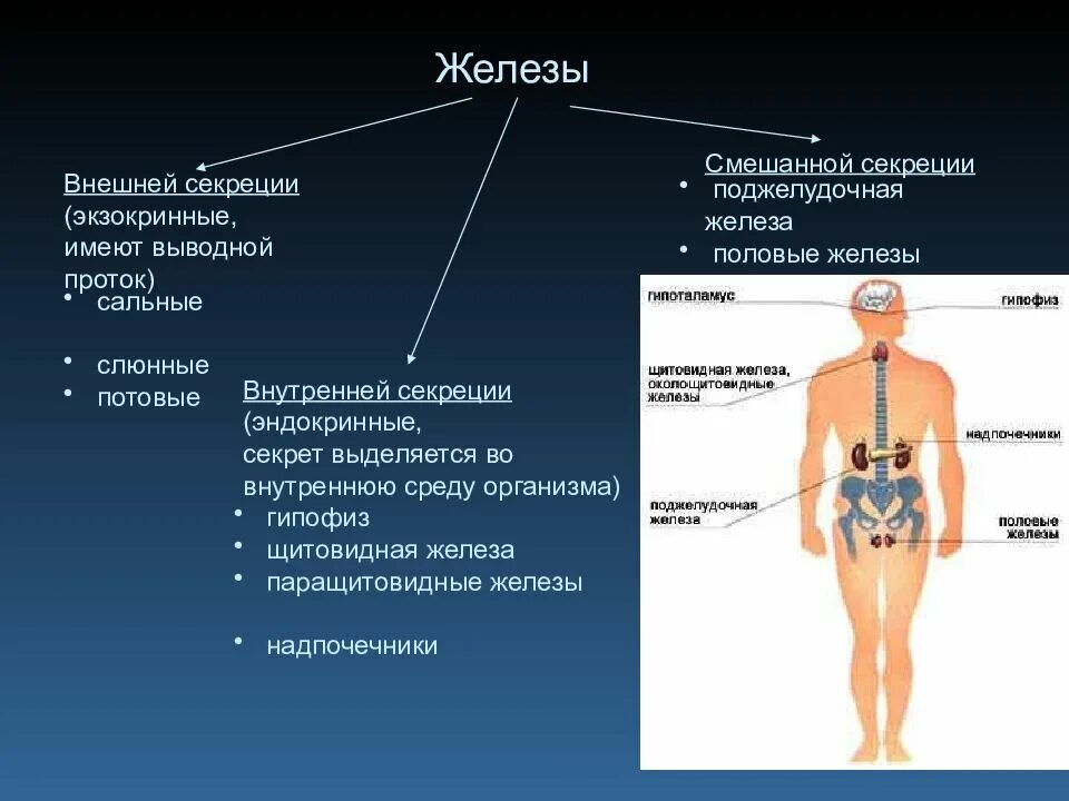 Название желез. Эндокринная система железы внутренней и смешанной секреции. железы внутренней секреции гипофиз надпочечники. надпочечники железы внешней секреции. к эндокринной системе относят железы внутренней и смешанной секреции.