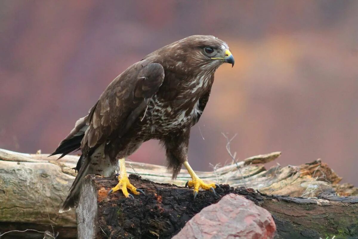 Канюк Сарыч обыкновенный. Обыкновенный канюк Buteo Buteo. Канюк обыкновенный, Сарыч (Buteo Buteo). Ястреб канюк. Ястребообразные