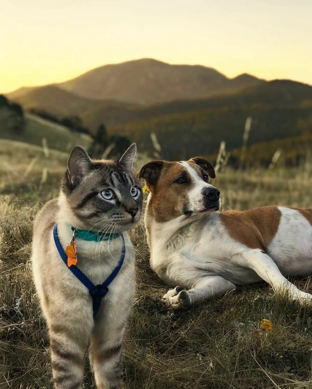 Cat in a dogs world. Кошки и собаки. Красивые собаки и кошки. Собака лето. Необычные кошки и собаки.
