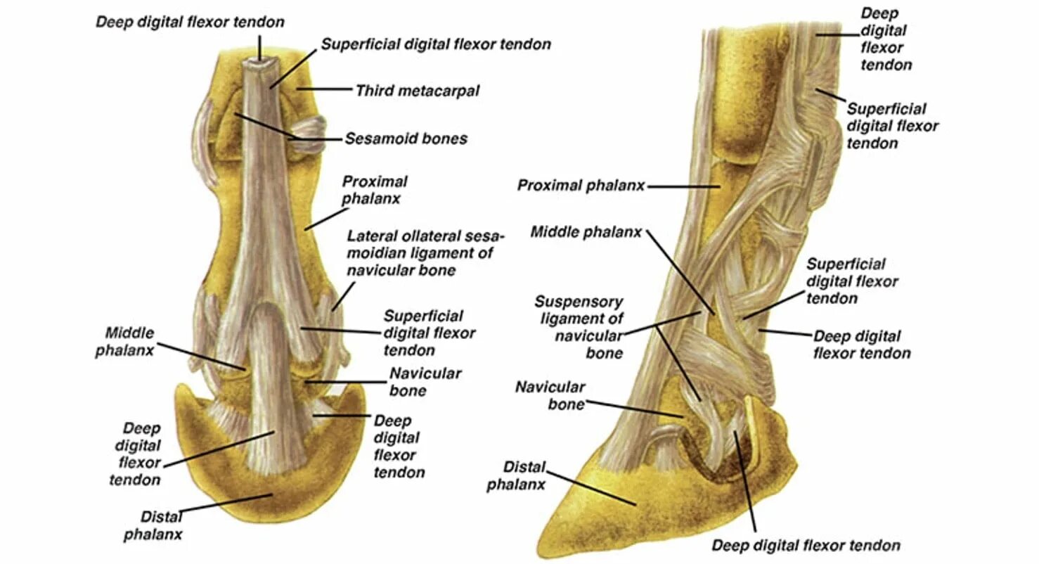 Deepest bone. Navicular bone. horse leg anatomy.