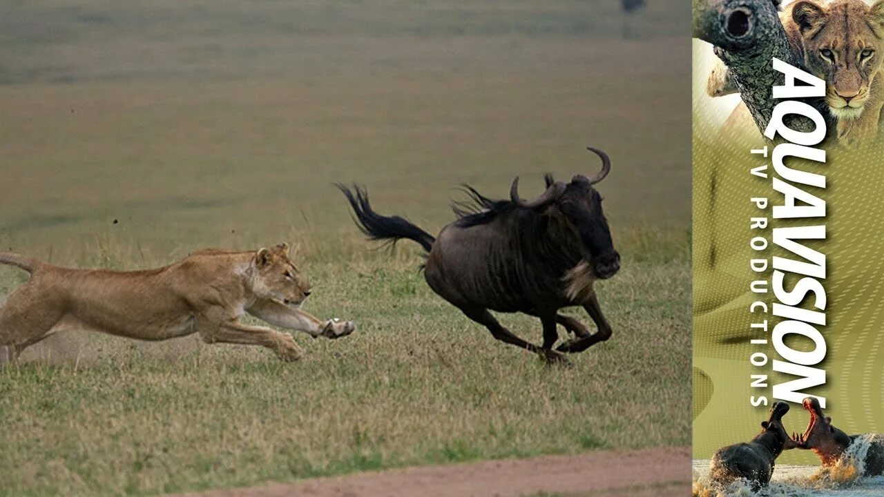 Лев бежит. Лев убегает. Саванна бегущие львы. Убегает от Льва.