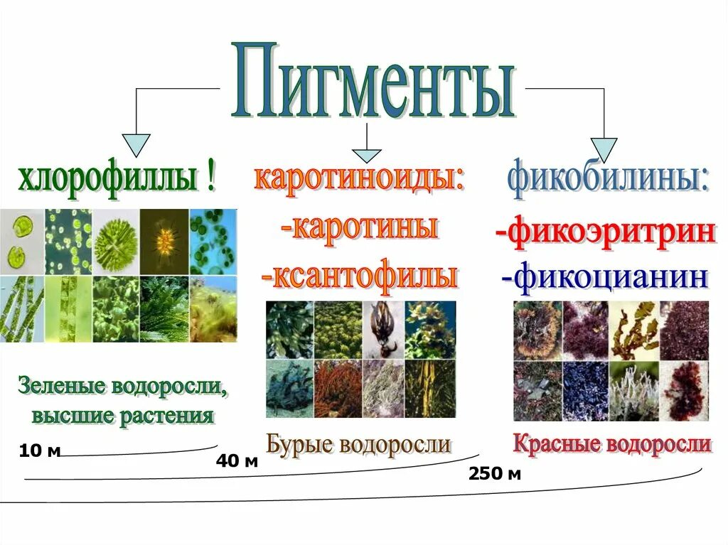 Какой растительный пигмент не образуется. Пигменты бурых водорослей хлорофилл. Пигменты зеленых водорослей. Водоросли и их классификация. Пигменты растений презентация.