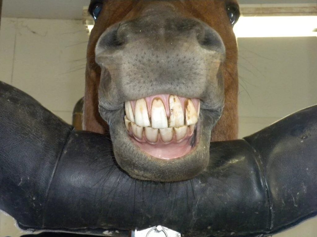 Конь показывает зубы. Лошадь показывает зубы.