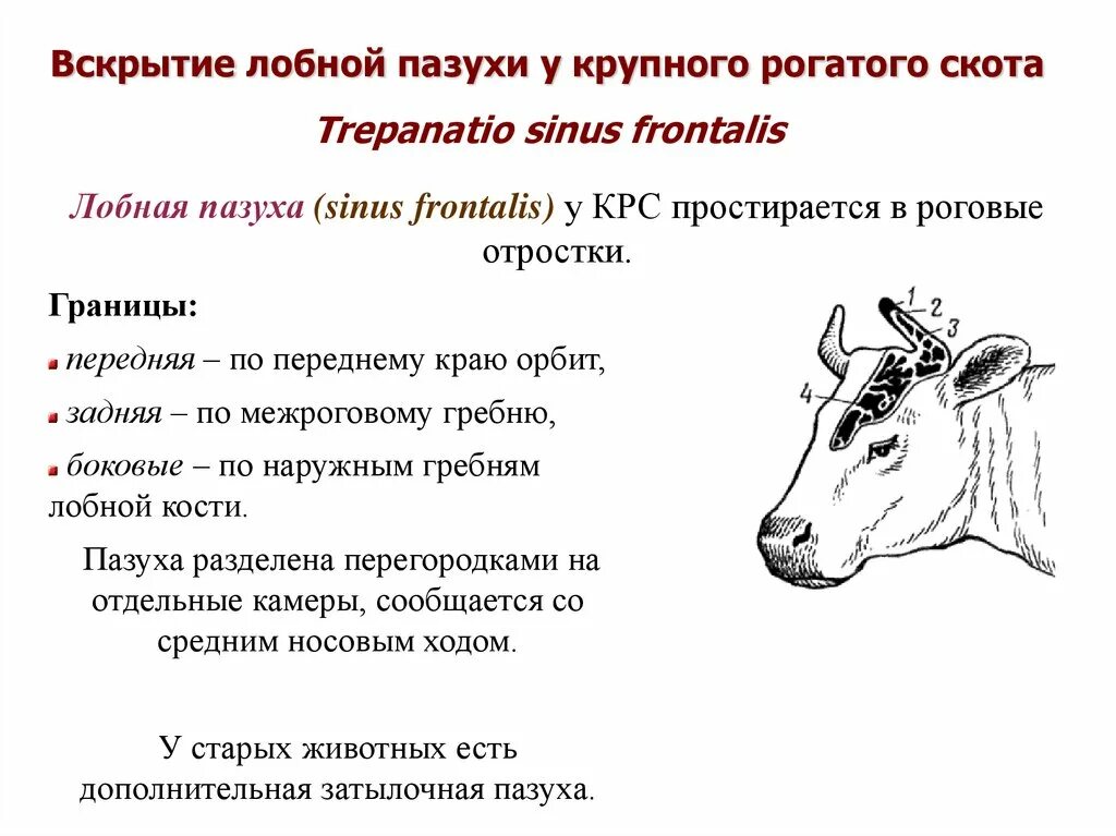 В популяции крупного рогатого скота частота. Верхнечелюстная пазуха у коровы. Вскрытие лобной пазухи у КРС. Трепанация лобной пазухи у КРС. Топография статей крупного рогатого скота.