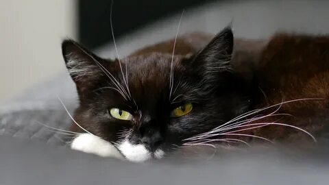 Йоркская шоколадная кошка