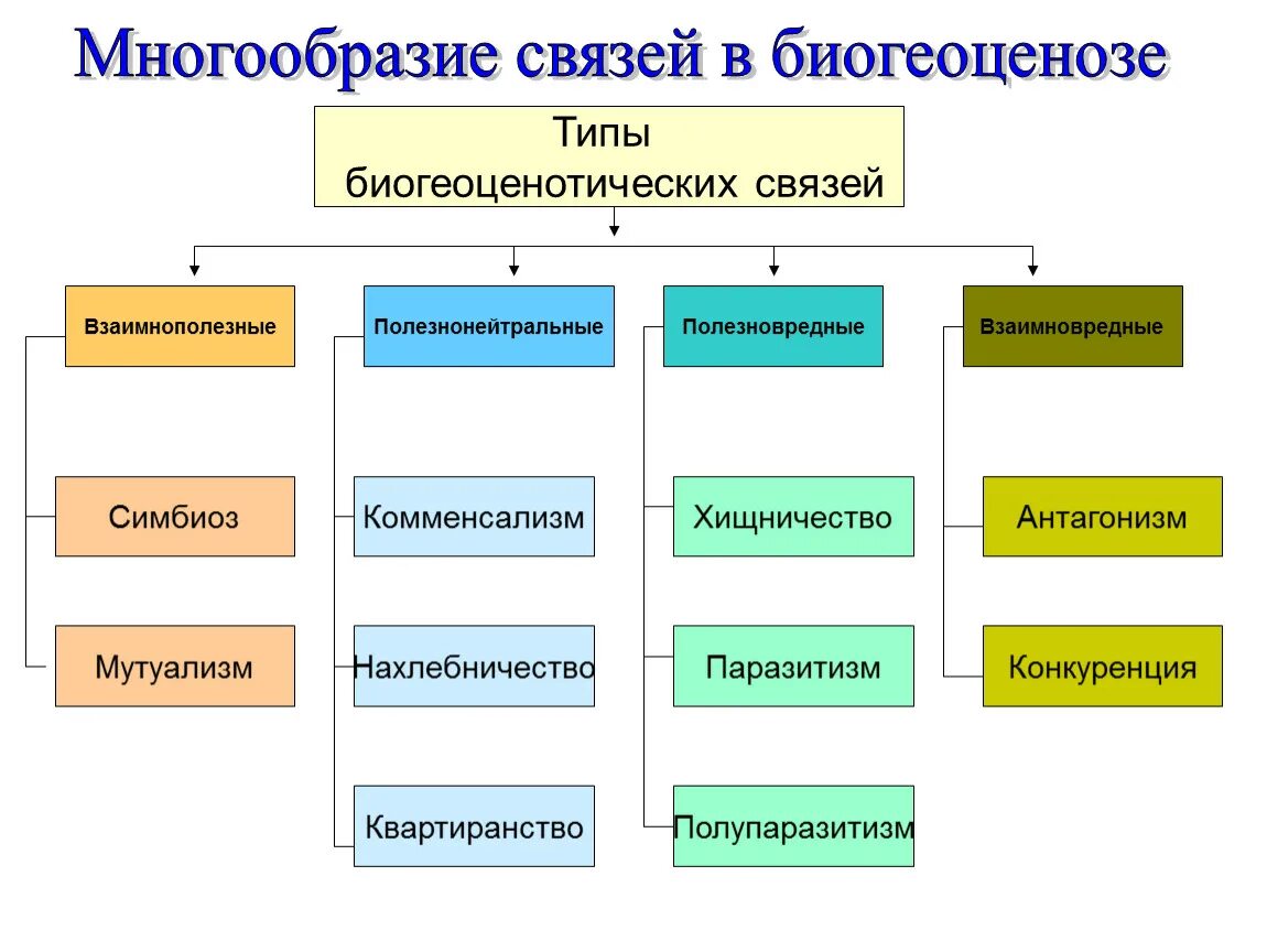 Многообразие связей в биогеоценозе таблица. Многообразие связей в биогеоценозе. Типы связей и зависимостей в биогеоценозе. Типы связей в биогеоценозе.