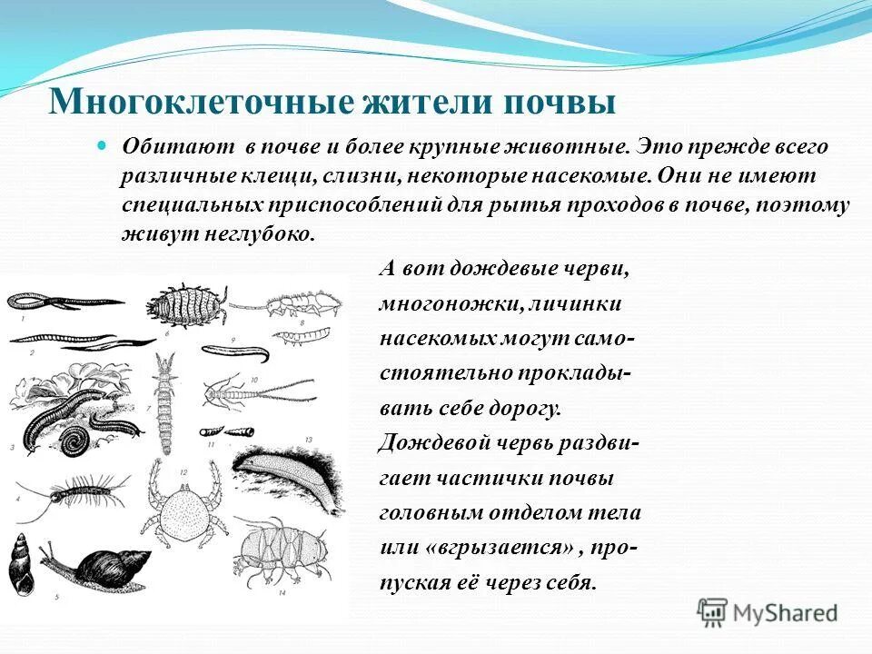 Как живые организмы обитают в почве кратко. Обитатели почвы презентация. животные обитающие в почве. доклад обитатели почвы. многоклеточные жители почвы.