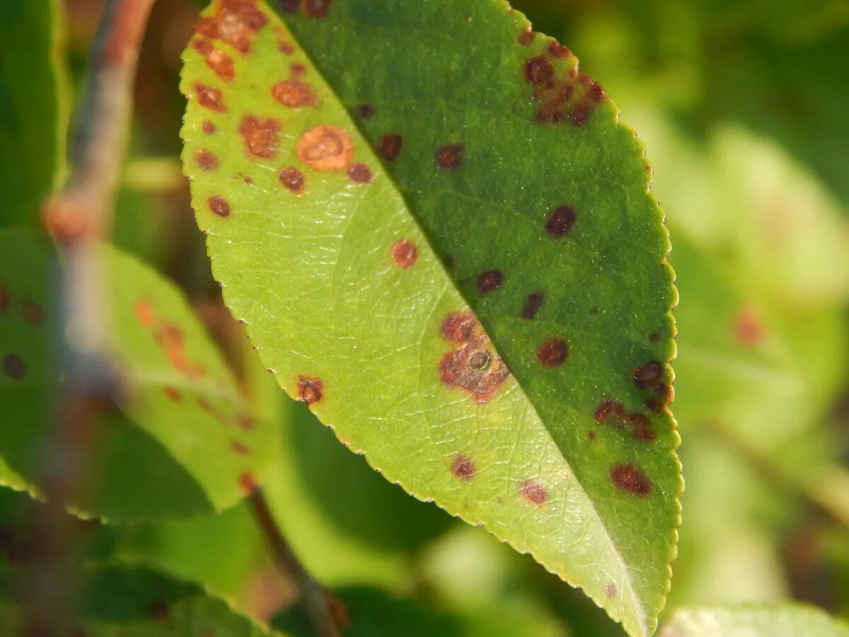 Plant disease. Клястероспориоз, коккомикоз. Филлостиктоз (бурая пятнистость) Кленов. Клястероспориоз, коккомикоз яблони. Коккомикоз груши.