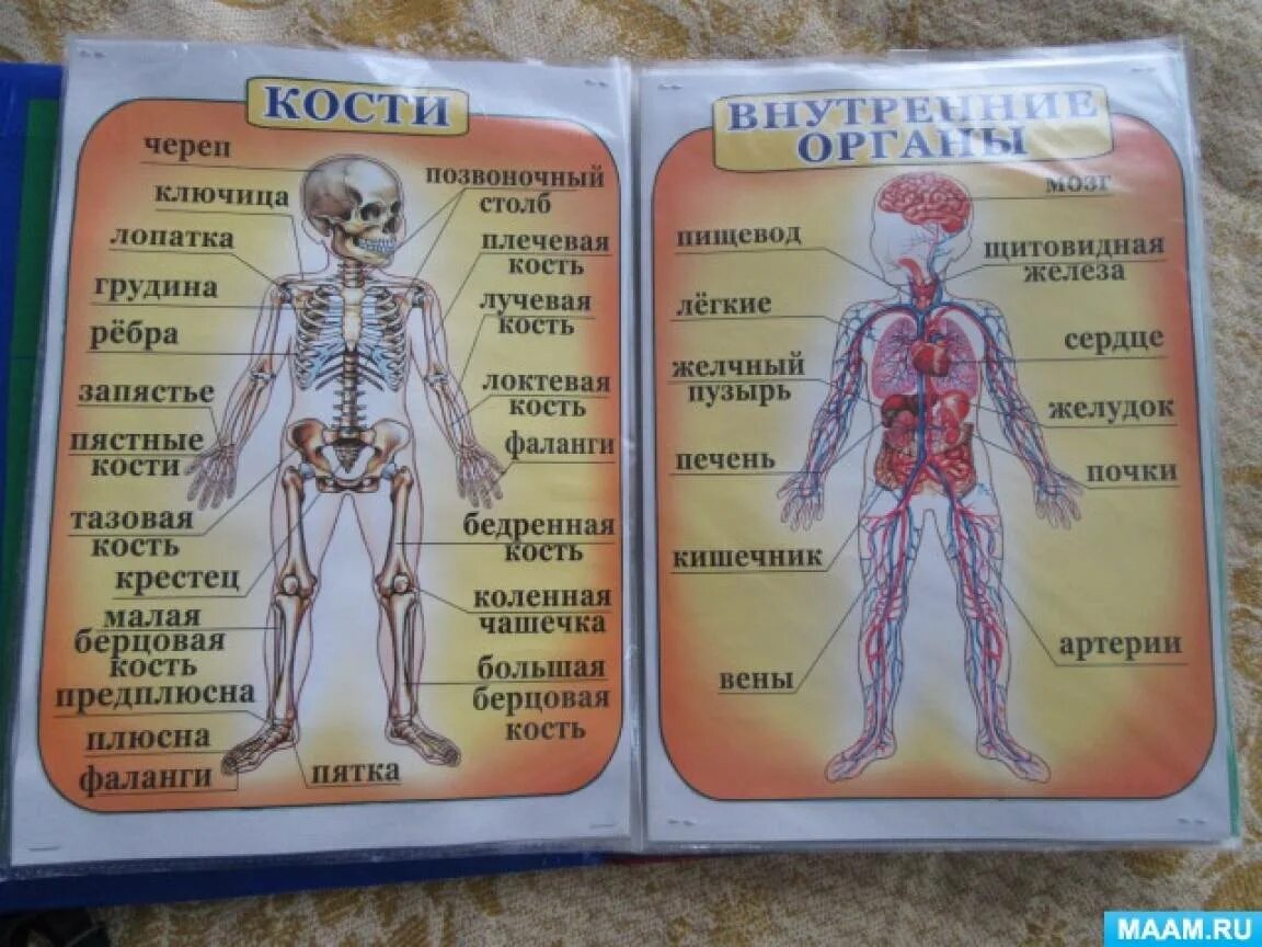 Как устроен человек. Пособие тело человека. Строение человека для детей. Органы человека для дошкольников. Игра устроен человека