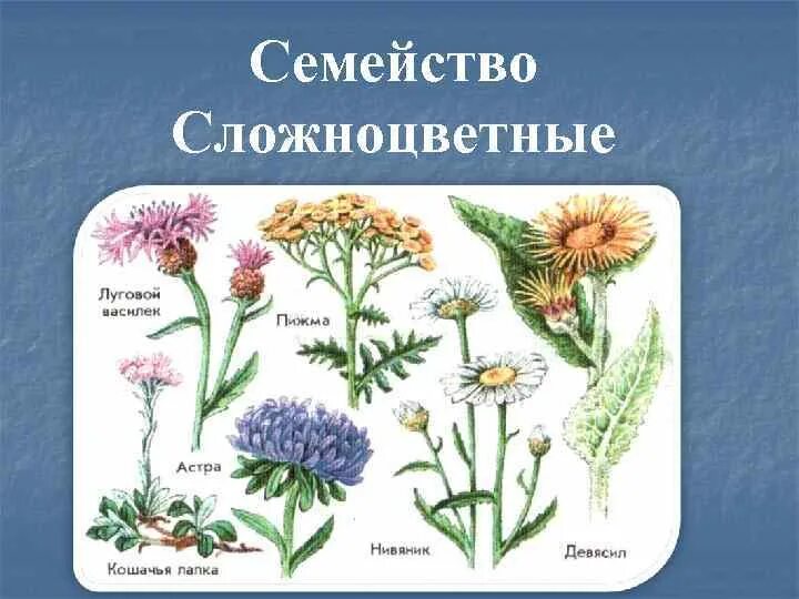 Ядовитые растения есть в семействе сложноцветные. Семейство сложноцветные ядовитые растения. Семейство сложноцветные листорасположение. Семейство сложноцветные астровые. Семейство астровые.