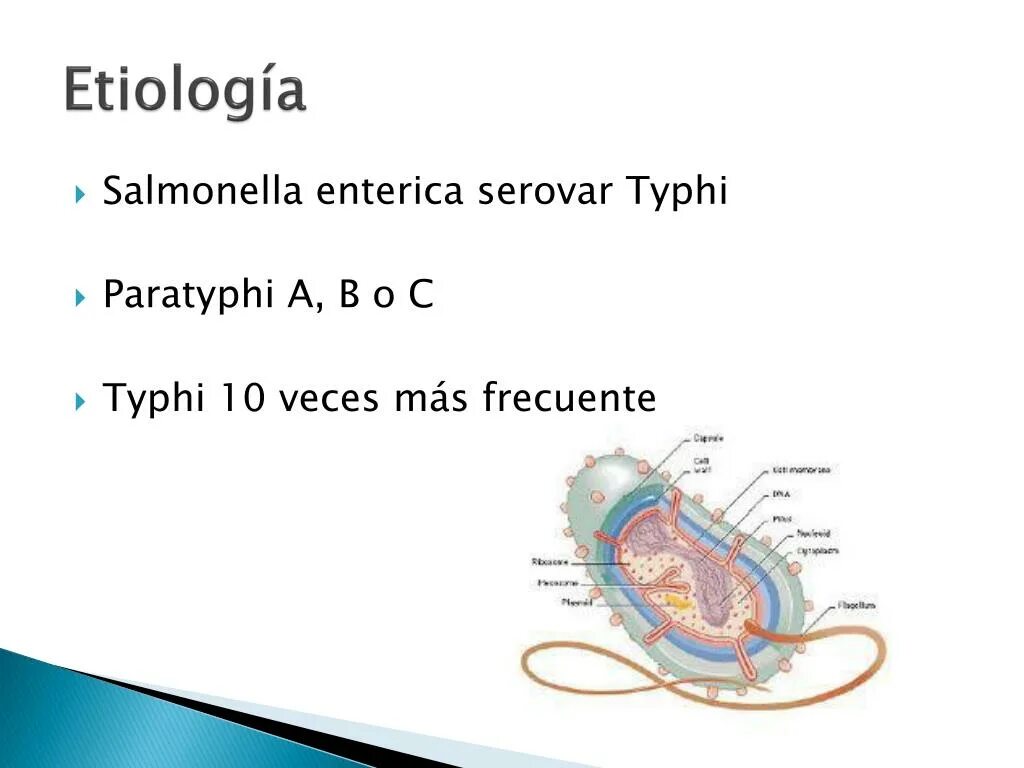 Salmonella enterica. Сальмонелла энтерика Тифи. Сальмонелла Тифи таксономия.