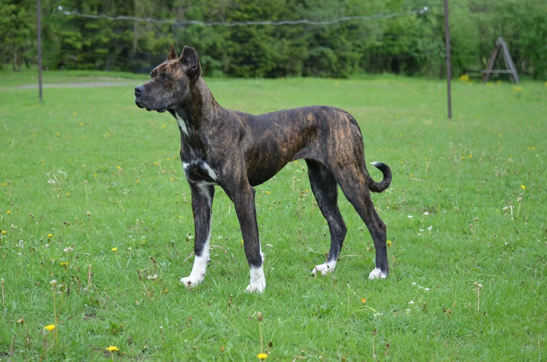 Испанский дог алано. Собаки осетии. Испанский алано. Алано эспаньола порода собак. Осетинский волкодав.
