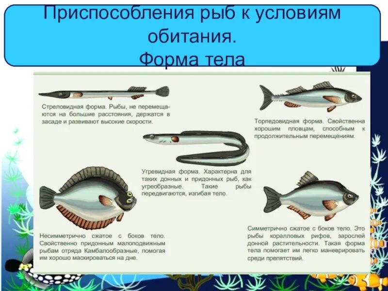 Какое тело у рыб. Форма тела рыб. Приспособление рыб киксловиям обитания. Приспособление формы тела рыбы. Различные формы тела рыб.
