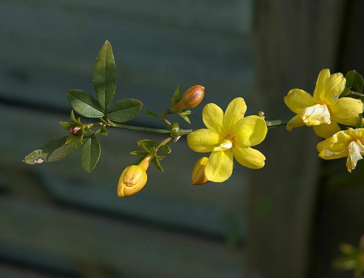 Plant flowering vines now for great show next spring Page 380 Mississippi State 