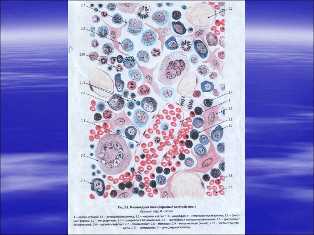 Миелоидная ткань гистология. Кроветворные ткани. Миелоидная ткань состоит из. Клетки миелоидного ряда.