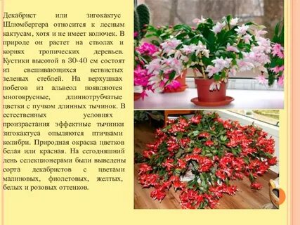 Описание декабриста
