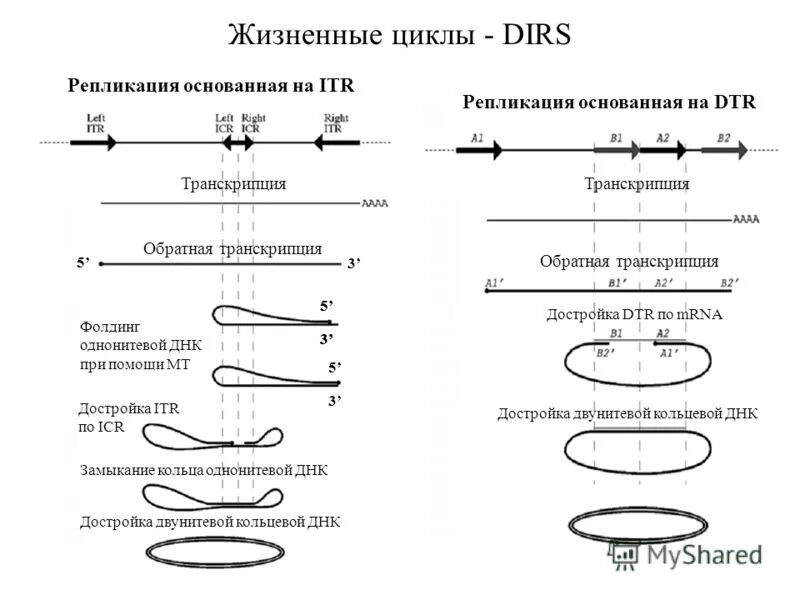 Кольцевая днк характерна для. Транспозоны эукариот. Обратная транскрипция схема. Классификация транспозонов. Репликация кольцевой ДНК.