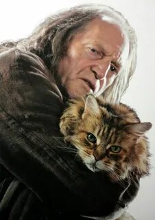 Домашняя кошка аргуса филча