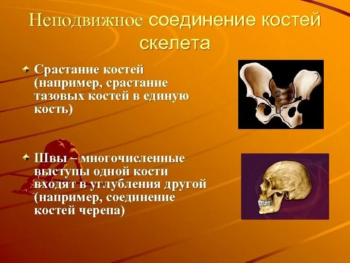 Неподвижное соединение костей. Неподвижное соединение костей скелета. Кости с неподвижным соединением. Неподвижное соединение костей таза.