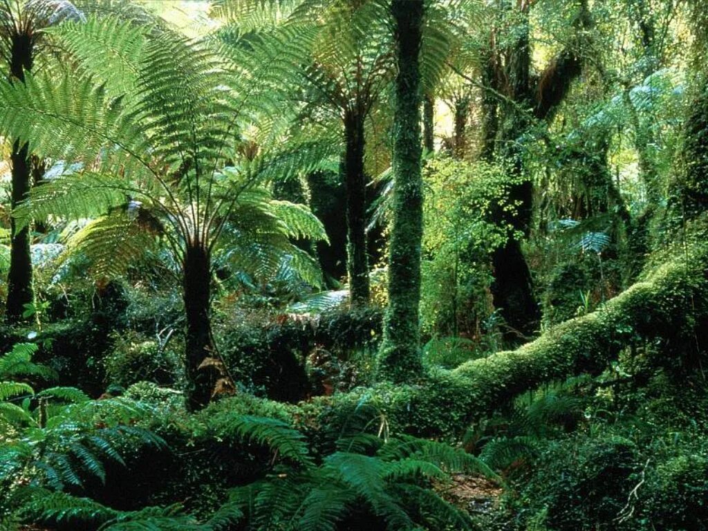 Природная зона тропические леса. Древовидные папоротники Южной Америки. Леса Сельва в Южной Америке. Экваториальный лес. Гилеи Южной Америки.