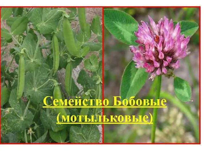 Класс двудольные семейство мотыльковые бобовые. Примеры растений. Класс двудольные семейство мотыльковые. Семейство мотыльковые бобы. Класс двудольные семейство мотыльковые.