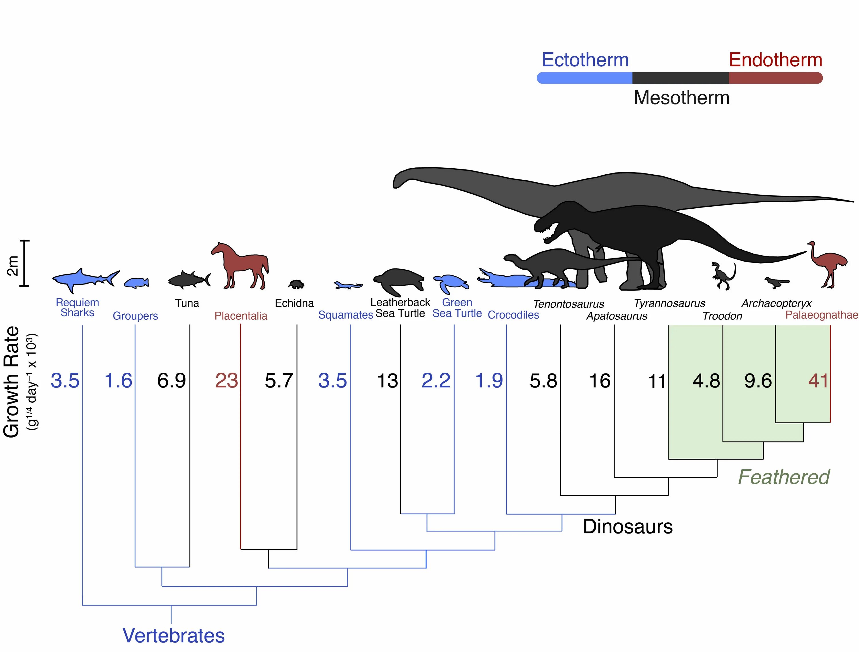 Сравнение динозавров. Таблица размеров динозавров. Сравнение размеров динозавров. Шкала размеров динозавров. Динозавры по размерам.