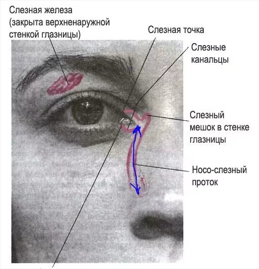 Верхний конъюнктивальный мешок анатомия. Слезная железа и слезный мешок. Проекция слезного мешка внутреннего угла глаза. Проекция слезных мешков у внутреннего угла глаза. Слезная железа находится