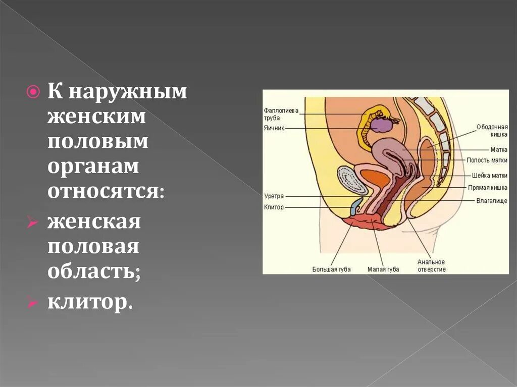 Наружные женские половые органы. Женские половые органы снаружи. Наружные женские половые органы строение. Строение наружных половых органов женщины. Название органов женской половой системы