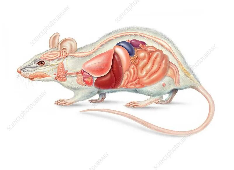 Анатомия крысы внутренние органы. Анатомия крысы внутреннее строение. Лабораторная строение крыса. Серая крыса строение
