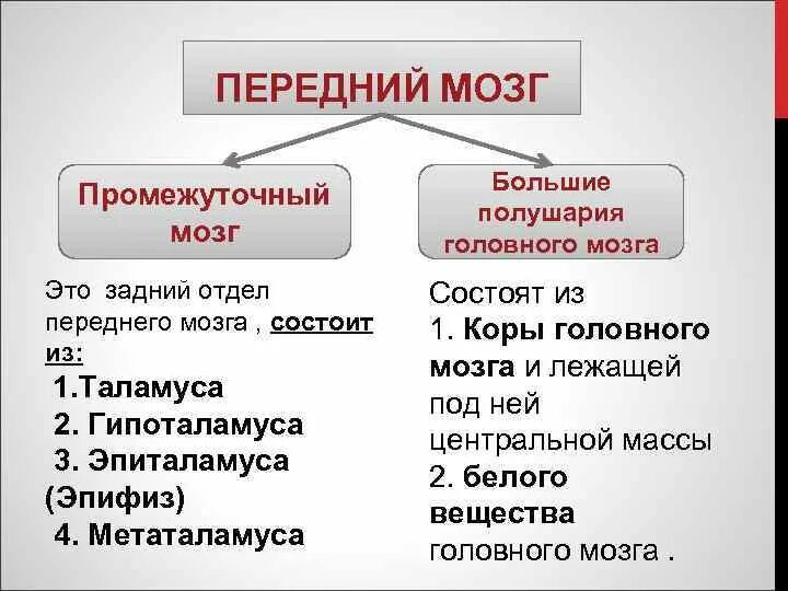 Каким веществом образован передний мозг. Передний мозг. Состав переднего мозга. Структура отдела переднего мозга. Передний мозг функции.